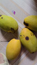 庾豐 海南芒果 新鮮水果生鮮整箱當季大青皮金煌芒 熱帶孕婦玉芒果 5斤裝(凈果4.5斤)單果200g+ 曬單實(shí)拍圖