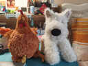 Jellycat門(mén)羅蘇格蘭梗西高地動(dòng)物動(dòng)物毛絨玩偶狗公仔送禮生日禮物 門(mén)羅蘇格蘭梗 Medium 曬單實(shí)拍圖