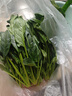 精品山東菠菜時(shí)令蔬菜農家自種現摘現發(fā)新鮮蔬菜生鮮蔬菜火鍋食材 帶箱2斤（凈重1.6斤） 曬單實(shí)拍圖