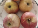 冰糖心蘋(píng)果 高山脆甜丑蘋(píng)果山西紅富士 應季新鮮水果整箱 運城蘋(píng)果帶箱9斤凈重8斤70mm+ 曬單實(shí)拍圖