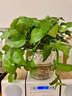 聽(tīng)雪樓辦公室凈化盆栽客廳面吊蘭空氣水培綠蘿水培室內植物水養 純水培綠蘿+大號透明龍蛋 帶盆栽好 曬單實(shí)拍圖