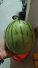 藤上熟吊秧小西瓜1粒1.5kg 曬單實(shí)拍圖