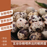 耕果妙河南濮陽(yáng)新鮮鵪鶉蛋100顆生鮮鵪鶉蛋小鳥(niǎo)蛋凈重2斤 源頭直發(fā)包郵 曬單實(shí)拍圖