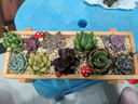 花藝萌多肉植物組合盆栽含盆含土創(chuàng  )意diy拼盤(pán)花盆 多肉植物多肉盆栽 隨機10個(gè)多肉加木盒 含盆 曬單實(shí)拍圖