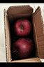 【高山原產(chǎn)地】甘肅天水花牛蘋(píng)果紅蛇粉面蘋(píng)果平果水果禮盒中秋 普箱天水花牛蘋(píng)果帶箱1斤65mm-70mm 曬單實(shí)拍圖
