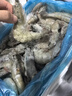 鮮京采 50/60厄瓜多爾白蝦 去冰凈重3.3斤 82-99只/盒  曬單實(shí)拍圖