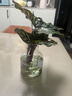 孔雀竹芋水培盆栽綠植室內客廳桌面凈化空氣四季常青網(wǎng)紅觀(guān)葉植物 水培孔雀+透明香薰樹(shù)脂瓶 含盆 曬單實(shí)拍圖