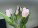 【花苞會(huì )長(cháng)大】郁金香 粉色 10枝 曬單實(shí)拍圖