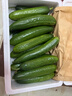京鮮生 山東精品嫩水果黃瓜 凈重4斤 單根70g+ 荷蘭小青瓜 源頭直發(fā) 曬單實(shí)拍圖