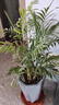 散尾葵綠植鳳尾竹盆栽袖珍椰子室內大型綠植四季常青富貴椰子植物 【80-100厘米11-12顆造型好][育苗盆 曬單實(shí)拍圖