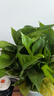 雙盟綠蘿盆栽除甲醛花卉綠植辦公室新房?jì)艋諝?80加侖4盆裝源頭直發(fā) 曬單實(shí)拍圖