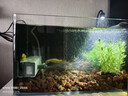 森森 小鯉魚(yú)缸過(guò)濾器凈水循環(huán)三合一內置水族箱過(guò)濾系統XQP-500F 6W 曬單實(shí)拍圖