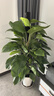 愛(ài)優(yōu)尚大葉綠蘿柱盆栽客廳大型綠植辦公室內除甲醛凈化空氣綠籮源頭直發(fā) 曬單實(shí)拍圖