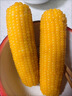 開(kāi)源保豐東北黃糯玉米真空包裝粗糧大棒禮盒低脂新鮮苞米即食代餐 頭茬黃糯玉米10支 250g-280g/支 曬單實(shí)拍圖