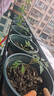 奧美優(yōu)加侖盆花盆樹(shù)脂透氣防爛根塑料種植盆栽盆帶托盤(pán)一體家用加厚 曬單實(shí)拍圖