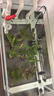 森森 超白玻璃小魚(yú)缸HWK-600P裸缸款水草缸金魚(yú)缸小型水族箱水草缸  曬單實(shí)拍圖