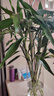 花翁富貴竹水培綠植物招財轉運室內水養花卉盆栽85-95cm10棵源頭直發(fā) 曬單實(shí)拍圖