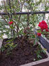 墨耘蒼 紅木香花苗月季薔薇科攀援花卉爬藤植物庭院綠化爬藤苗四季栽種 四季紅木香(0.9-1.2米)高度 帶原土球發(fā)貨 曬單實(shí)拍圖