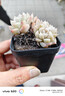 隨機多肉植物盆栽新手好養易存活辦公室桌面綠植含盆土節日禮物 隨機發(fā)貨（1盆） 曬單實(shí)拍圖
