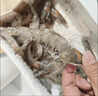 鮮京采 原裝進(jìn)口厄瓜多爾白蝦 凈重3.3斤 大號30-40規格 50-66只/盒 曬單實(shí)拍圖