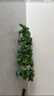 雙盟 綠蘿盆栽除甲醛花卉綠植辦公室新房?jì)艋諝?10款10盆裝源頭直發(fā) 曬單實(shí)拍圖