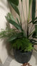文竹盆栽室內桌面綠植客廳四季常青辦公室凈化好養空氣盆景植物 文竹【15-20厘米左右】一盆 曬單實(shí)拍圖