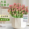 行湘錢(qián)串子植物多肉盆栽花卉 招財錢(qián)串子大盆+四方糖樹(shù)脂盆 源頭直發(fā) 曬單實(shí)拍圖