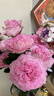 【仙氣滿(mǎn)滿(mǎn)】洛神玫瑰10枝 曬單實(shí)拍圖