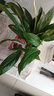 年宵花【熱銷(xiāo)款】白掌一帆風(fēng)順盆栽水培植物綠植過(guò)年裝飾擺件年貨 【店主推薦】特級白掌6-8株帶花+早安盆+營(yíng)養液 曬單實(shí)拍圖