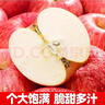 洮小嬋山東紅富士蘋(píng)果新鮮水果脆甜 整箱生鮮特產(chǎn) 帶箱10斤精品果 單果130g+ 凈重8.5斤 曬單實(shí)拍圖