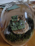 IXJSN苔蘚微景觀(guān)盆栽生態(tài)瓶奇趣創(chuàng  )意種好植物小盆景辦公室桌面好養綠植 蛋殼系列C款+小梅（成品發(fā)貨） 9.5X11 曬單實(shí)拍圖