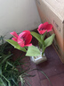 花翁水培植物室內陽(yáng)臺盆栽花卉 混色郁金香4顆+樹(shù)脂方盆+內籃源頭直發(fā) 曬單實(shí)拍圖