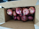 京喜加新鮮紫皮洋蔥水果洋蔥脆嫩蔥頭圓蔥超市蔬菜生鮮調料即食涼拌 【專(zhuān)享】9斤毛重 8.5斤凈重 單果200g+ 曬單實(shí)拍圖