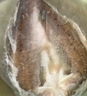 鮮京采三去海鱸魚(yú)3斤/3條 生鮮魚(yú)類(lèi) 白蕉鱸魚(yú)地標 年貨家宴魚(yú)類(lèi)源頭直發(fā) 曬單實(shí)拍圖