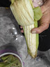 新鮮白糯玉米農家自種牛奶甜糯玉米早餐代餐苞谷嫩玉米棒子蔬菜 9斤 曬單實(shí)拍圖