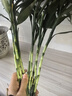 植男植女水培綠植富貴竹水養植物 富貴竹桌面植物好養8根無(wú)瓶源頭直發(fā) 曬單實(shí)拍圖
