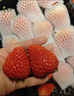 京覓丹東草莓99紅顏奶油水果禮盒生鮮凈重2斤裝單果20-30g源頭直發(fā) 曬單實(shí)拍圖