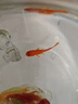 中國紅冷水淡水觀(guān)賞魚(yú)錦鯉魚(yú)活魚(yú)金魚(yú)小型好養紅鯉魚(yú)純種小錦鯉 4-6CM紅草金一條 曬單實(shí)拍圖