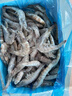 GUO LIAN國聯(lián)鹽凍大蝦凈重3斤75-90只 50/60 南美白對蝦生鮮海鮮 曬單實(shí)拍圖