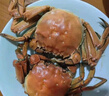 【活蟹】湖鮮陽(yáng)澄大閘蟹公3.8-4.1兩 母2.8-3.1兩4對8只去繩足重年貨送禮螃蟹禮盒海鮮 曬單實(shí)拍圖