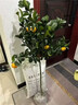 廣西無(wú)籽砂糖橘子樹(shù)苗南北方種植家庭庭院沙糖桔果樹(shù)帶土盆栽 【帶土帶葉】3年精選苗（當年結果） 81cm(含)-110cm(含) 曬單實(shí)拍圖