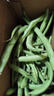 新鮮現摘四季豆角農家蔬菜九月青油豆角整箱蔬菜生鮮源頭直發(fā) 云南四季豆新鮮現摘【凈重1斤】 曬單實(shí)拍圖