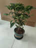 藍桂圓桂花樹(shù)苗四季桂盆栽 室內外陽(yáng)臺庭院綠植水培濃香 加侖盆源頭直發(fā) 曬單實(shí)拍圖