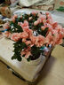 花翁杜鵑花盆栽花卉帶花苞綠植 大號粉色杜鵑(郁金香瓷盆)源頭直發(fā) 曬單實(shí)拍圖