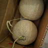 京鮮生海南網(wǎng)紋瓜 凈重4-5斤 2粒網(wǎng)紋蜜瓜 生鮮水果 源頭直發(fā)包郵 曬單實(shí)拍圖