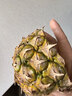 佳農 菲律賓黑鉆甜心菠蘿1.1kg 曬單實(shí)拍圖