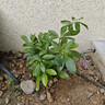 【八方來(lái)財】發(fā)財樹(shù)鴨腳木盆栽四季常青桌面防輻射花卉盆景 八方來(lái)財20厘米4顆【原盆】 送肥料 曬單實(shí)拍圖