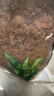瘋狂水草紅色火山石魚(yú)缸專(zhuān)用養烏龜火山巖顆粒魚(yú)缸造景底砂沙石可配溪流石 曬單實(shí)拍圖