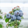 【當季限定】云南9分甜花香大藍莓250g 18mm+ 曬單實(shí)拍圖
