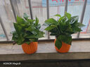 【綠蘿盆栽】吸甲醛凈化空氣水培綠植物懶人花卉好養搬家禮物全 【暢銷(xiāo)2盆】綠蘿+橙色南瓜盆自吸水 整體含盆高度20-25cm 曬單實(shí)拍圖